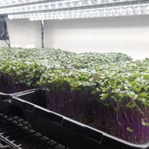 Grow Rack PRO